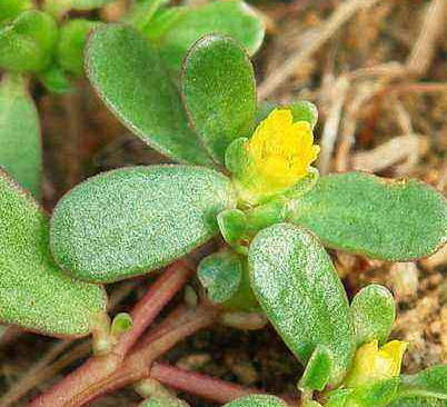 全自动阴道分泌物检测仪厂家谈野菜有利于“消炎杀菌”