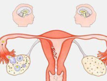 阴道分泌物检测仪器厂家分析女人排卵的感觉